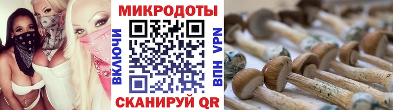 кракен ONION  Гаджиево  Псилоцибиновые грибы Cubensis 
